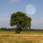 Mond und Baum